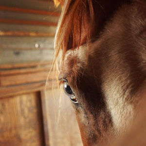 Meet your Posher, Cheyenne